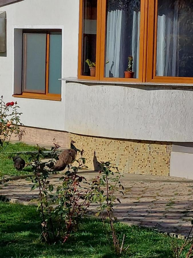 Pensiunea Vera Rîşnov Extérieur photo